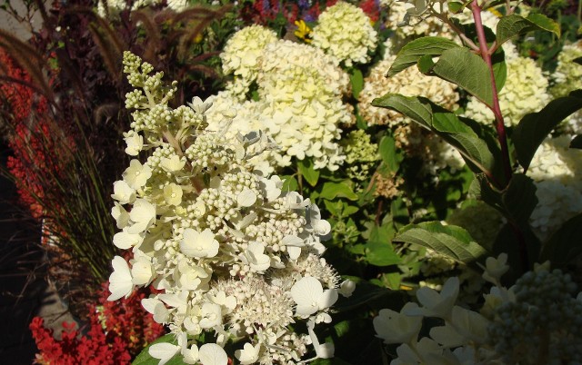 Hortensje bukietowe można sadzić m.in. w sąsiedztwie traw ozdobnych czy kolorowych berberysów. Natomiast rośliny, które lubią cień, stworzą piękne kompozycje z hortensjami ogrodowymi.