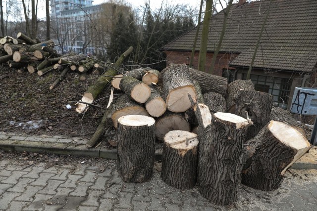 08.02.2019 krakow ulica wroclawska wycinka drzew drzewa pnie fot. anna kaczmarz  / dziennik polski / polska press