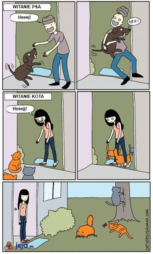 Koty vs. psy. Najlepsze memy i obrazki o kotach i psach