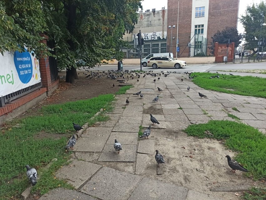 Armia gołębi na Polesiu w Łodzi. Ptaki zajęły cały chodnik. ZDJĘCIA