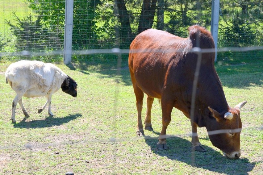 Pierwsze ZOO w województwie świętokrzyskim! Powstało z pasji... (WIDEO, zdjęcia)