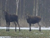 Coraz więcej łosi w regionie Żuław i Mierzei. Stado widziane koło Nogatu [ZDJĘCIA]