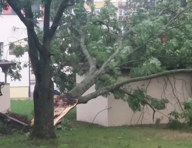 Strażacy z OSP Praszka dzisiaj rano musieli usunąć połamane drzewa po wichurze. Wiatr przewrócił drzewa na placu przedszkola nr 2 w Praszce. Jedno z drzew przewróciło się na budynek gospodarczy i uszkodziło dach.