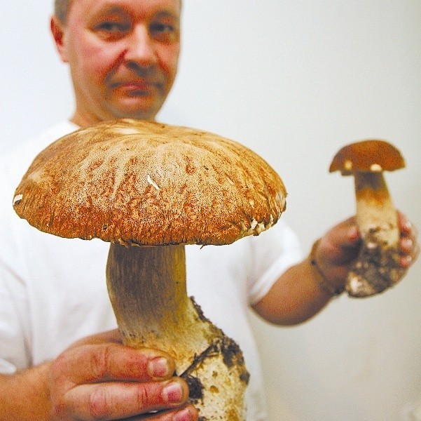 Takie okazy borowików znalazł Sławomir Józwowicz w lesie w okolicach wsi Zajączki, w pobliżu Białegostoku. One na pewno są jadalne.