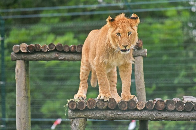 Kizia i Leoś - dwa, już dziś dorosłe lwy ze Śląska wciąż zajmowałyby małe wybiegi na tyłach dyrekcji ogrodu zoologicznego, gdyby nie powstał dla nich Azyl dla ocalałych zwierząt.