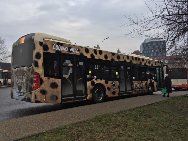 Autobus w cętki jeździ po Gdańsku od czwartku. Jest szybki, piękny i zwinny... jak gepard