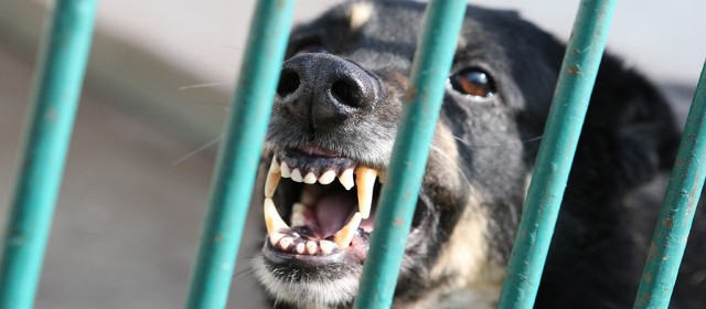 Wolontariusze fundacji twierdzą, że ze schroniska brano czworonogi do trenowania psów walczących.