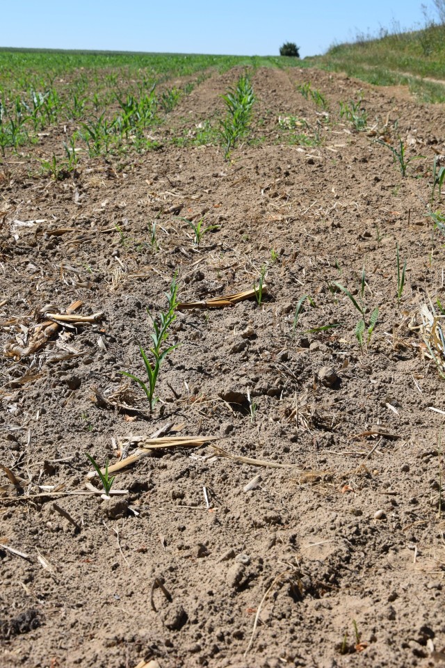 Na zdjęciu wysuszona kukurydza w Czapelkach. Według Zbigniewa Rydziela majowa susza dała się rolnikom we znaki.
