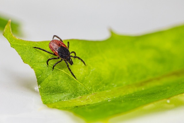 Kleszcze w ciągu ostatnich lat bardzo się rozpowszechniły. Niestety te pajęczaki często przenoszą groźne choroby.