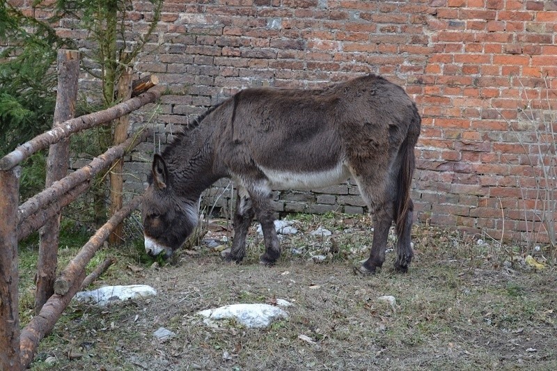 Szopka na Jasnej Górze