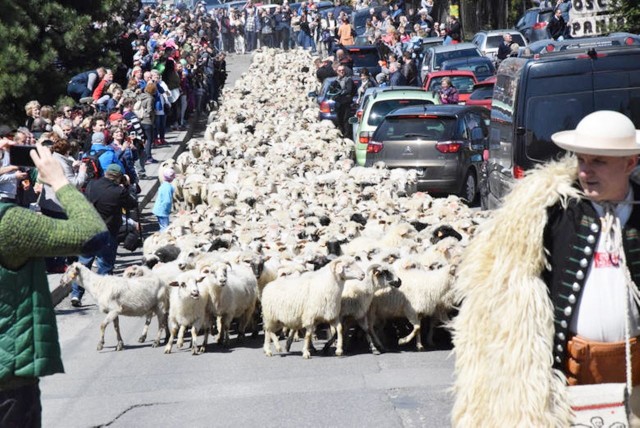 Mieszanie owiec w Koniakowie