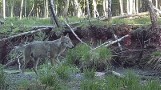 Wilczym tropem Pomorza. W Słowińskim Parku Narodowym żyje około 20 wilków