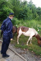 Kraków. Zagubione kucyki biegały po ruchliwej drodze. Mundurowi interweniowali