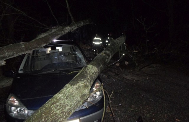 W nocy z soboty na niedzielę drzewo upadło na przejeżdżający samochód osobowy. Do zdarzenia doszło w miejscowości Chruszczyna w gminie Kazimierza Wielka.