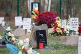Kraków. Czy mieszkańcy doczekają się wreszcie cmentarza dla zwierząt? Powstała petycja