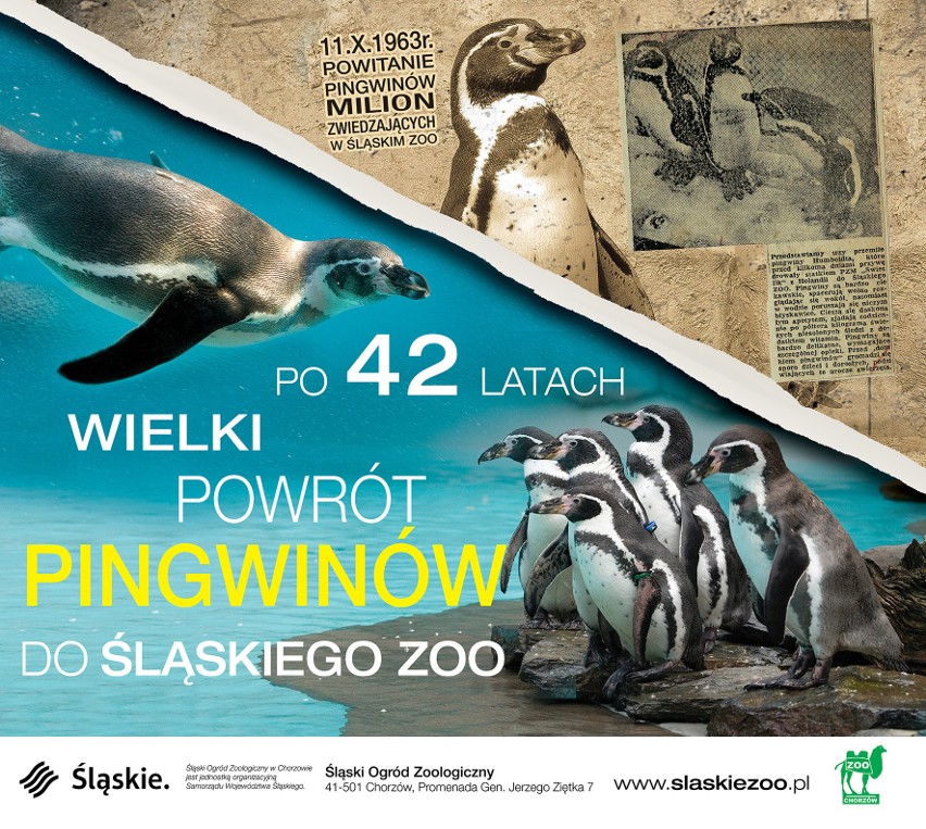 Powrót pingwinów do Śląskiego Ogrodu Zoologicznego po ponad 40-letniej nieobecności 