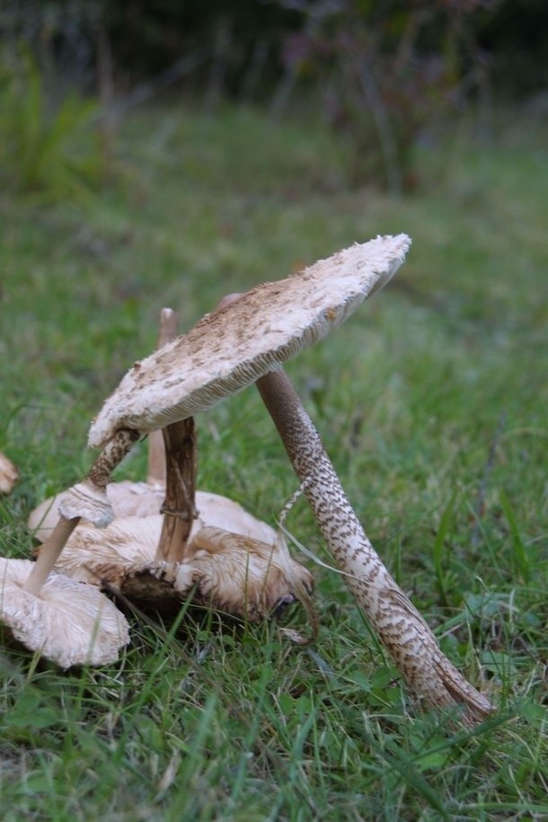 Grzyb jadalny: Czubajka kania (Macrolepiota Procera): Po...