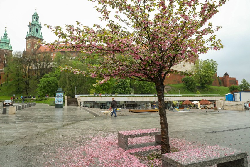 Wiosna w Krakowie pełna kolorów, pod Wawelem zakwitły wiśnie [ZDJĘCIA]