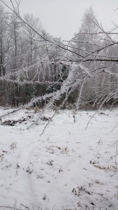 Oto zimowy dzień w Podlesiu, w gminie Oleśnica. Autorem...
