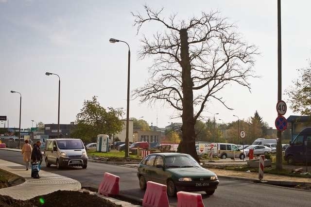 Dlaczego martwego drzewa nie wycięto podczas remontu ulicy?