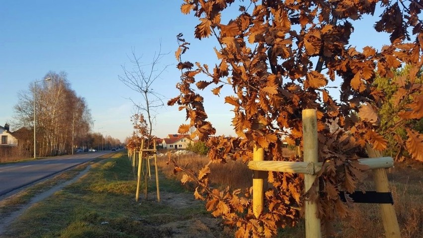 Ostrołęka. W mieście przybyło 380 nowych drzew, 14.12.2019