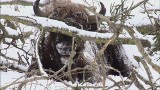 Żubr zaatakował starszego mężczyznę na Podlasiu. Mieszkańcy wsi Kowela boją się wyjść z domu [WIDEO]