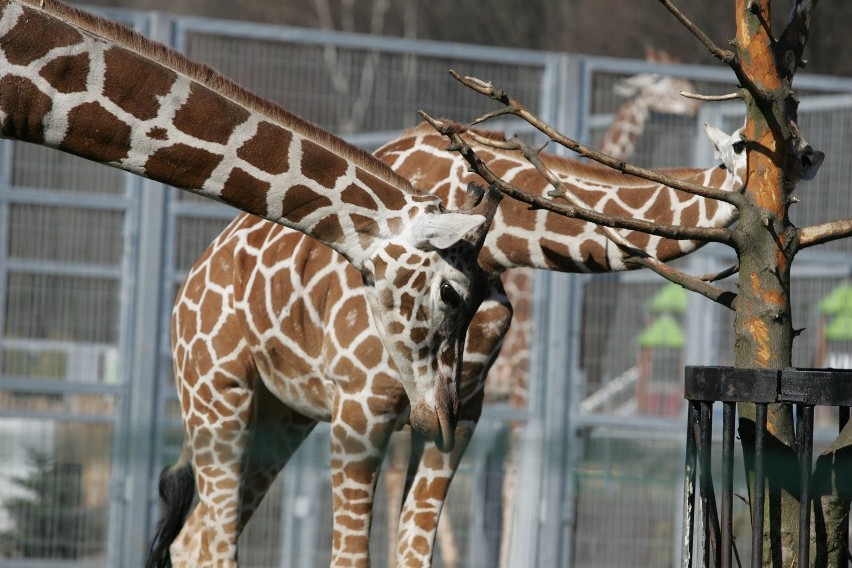 Śląski Ogród Zoologiczny