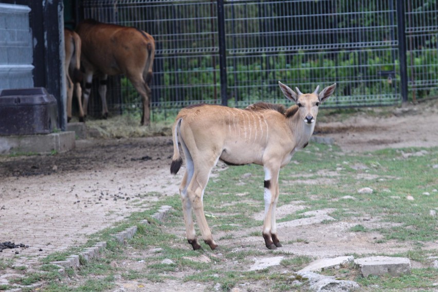 Śląski Ogród Zoologiczny ma małą samicę wielkiego kudu 