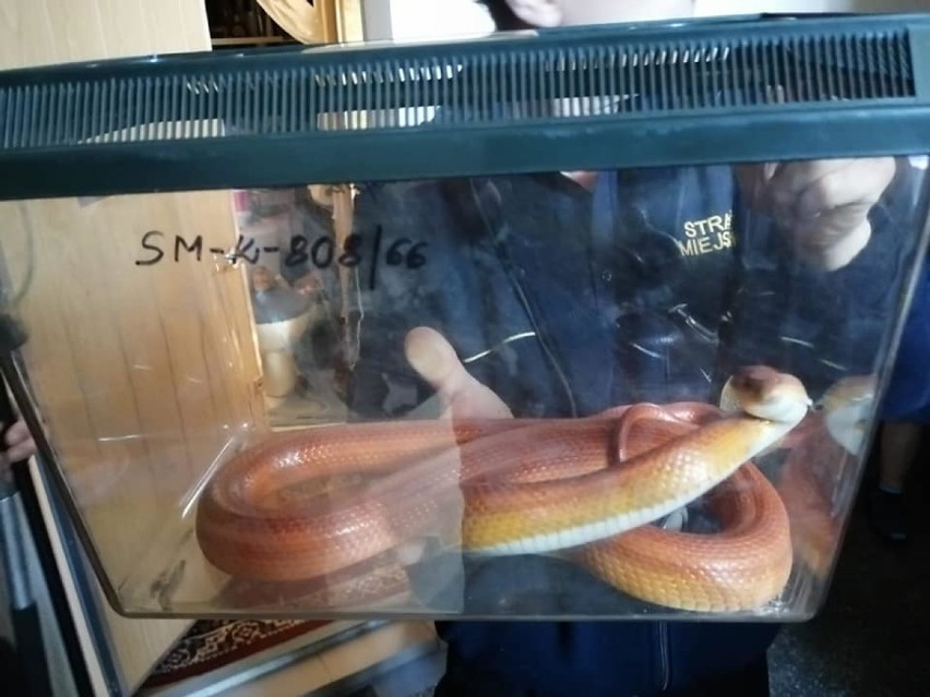 Wąż zbożowy znaleziony w jednym w mieszkań w Legnicy