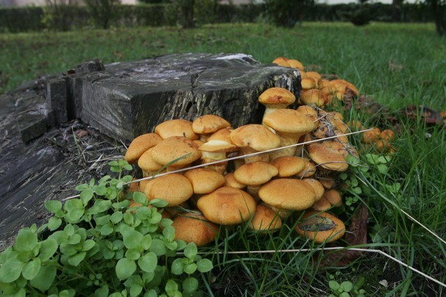 Pamiętajmy, że wiele grzybów w naszych lasach jest niejadalnych i jeśli nie mamy pewności co do grzyba to lepiej go nie zabierać do domu. Zobaczcie jadalne grzyby, które pojawiają się nawet zimą. Szczegóły na kolejnych zdjęciach >>>>