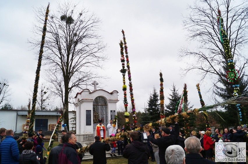 Bełżec. Palmy sięgające pod niebiosa. To nie tylko lokalna tradycja 