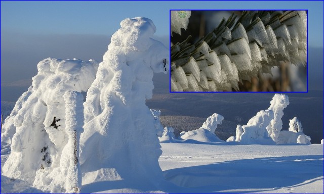 Podczas górskich wędrówek w Karkonoszach możecie napotkać fantastyczne śnieżne stwory lub drzewa obsypane igiełkami z lodu. Są magiczne.