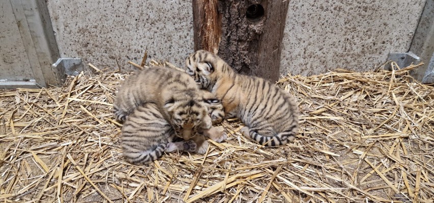 W opolskim zoo na świat przyszły małe tygrysy....