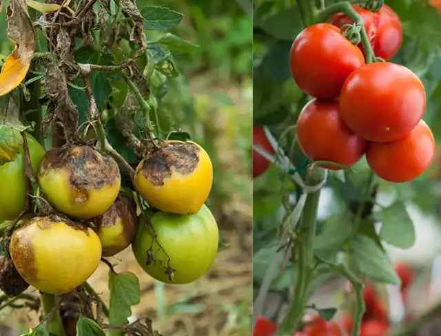 Zaraza ziemniaczana na pomidorachZaraza ziemniaczana na pomidorach jest wywoływana przez patogen.