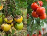 Uprawa pomidorów: jak uporać się z zarazą ziemniaczaną na pomidorach 