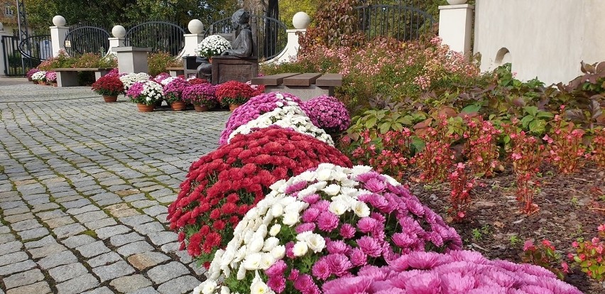 Pomnik Długosza w kwiatach. Tak pomagają sprzedawcom kwiatów ZDJĘCIA