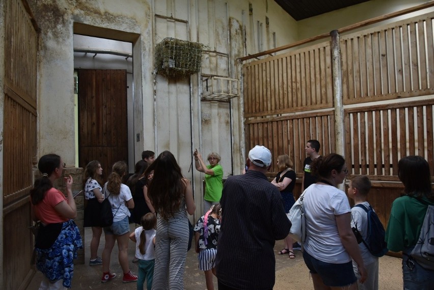 Dzień Żyrafy w łódzkim zoo. Niestety, nie chciały jeść z ręki