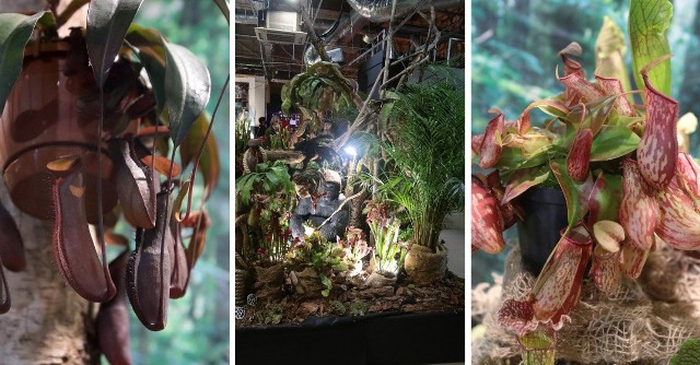 Festiwal roślin owadożernych „Atak gigantów” oraz Wystawa orchidei, bonsai i sukulentów – 14.11.21