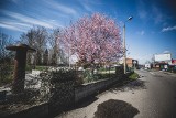 Katowice. Ligota, najbardziej kolorowa dzielnica. Zobaczcie fotoreportaż Marzeny Bugały z DZ