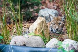 Wybierz imię dla rysicy z białostockiego Akcentu ZOO (zdjęcia)