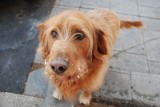 Koło bazaru w Słubicach handlują chorymi psami 