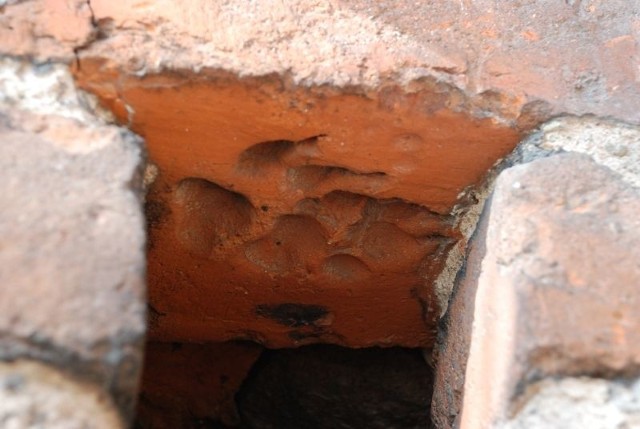 Ślad łapy rysia znajduje się w cegle umieszczonej wysoko w ścianie baszty.