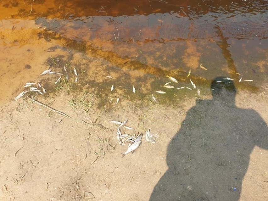 Przyducha na Podlasiu. Sytuacja poprawi się dopiero po spadku temperatur (zdjęcia)