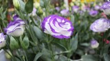 Eustoma – jak uprawiać ten kwiat w ogrodzie, na balkonie i w doniczce? Poznaj wymagania tych pięknych kwiatów