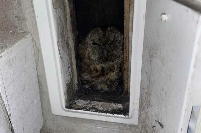 Strażacy uwolnili sowę, która wleciała do przewodu kominowego.