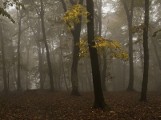 Grzybiarz spod Otmuchowa zgubił się w Czechach 