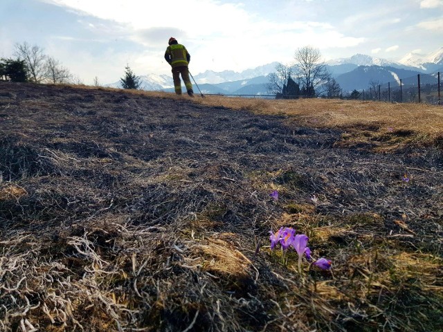 Od ostatniego weekendu na Podhalu zaczęły płonąć trawy. W Zakopanem ktoś podpalił trawy na Walkoszach. Ucierpiały m.in. krokusy