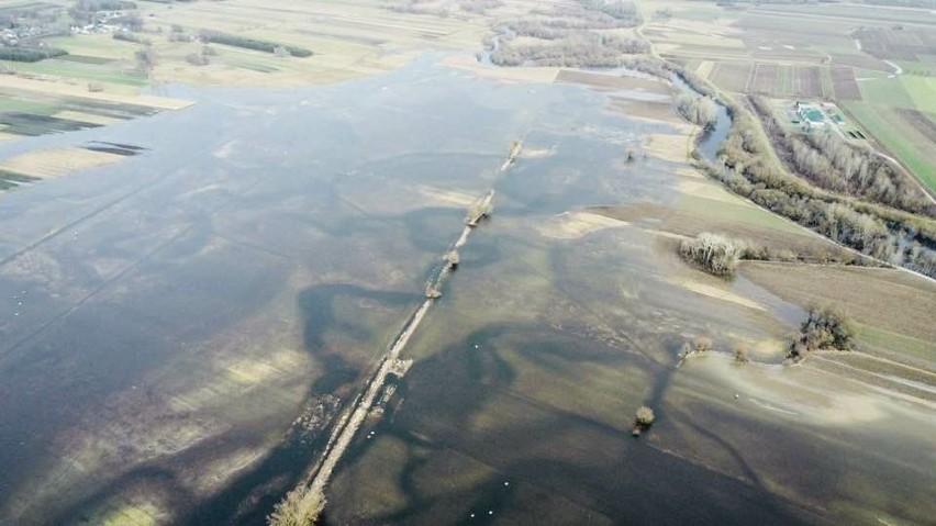 Nida w gminie Nowy Korczyn wystąpiła z brzegów.