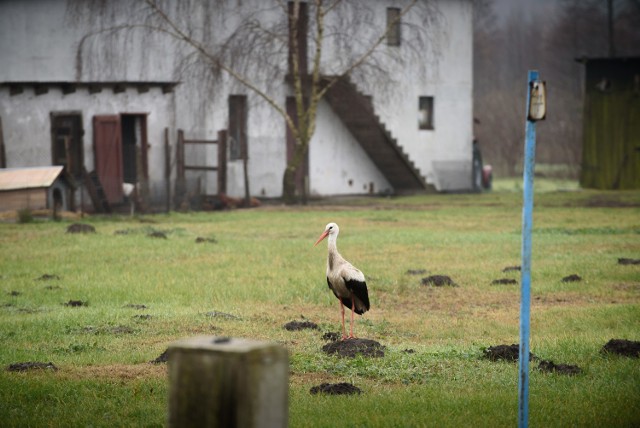 Bocian bez pomocy ludzi zimy raczej nie przeżyje