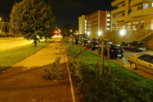 Trzej pijani wandale połamali drzewa wzdłuż ulicy Żeromskiego.